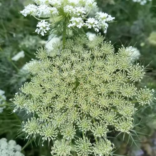 Semi di carota selvatica - vecchie varietà di estivi verdi balcone resistenti per giardini rocciosi giardino prodotti 450pcs