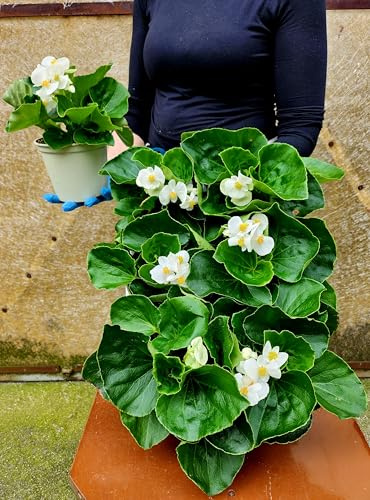 POWERS TO FLOWERS - BEGONIA BIG A FOGLIA VERDE E FIORE BIANCO, 4 PIANTE VASO 14 CM DIAMETRO, piante vere