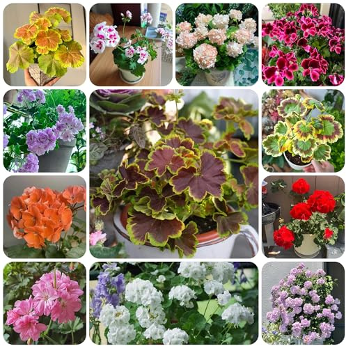 semi di geranio, biologici aiuola geranio decorativi resistenti balcone resistenti per il giardino da aiuola rialzata di recisi tappezzante 80pcs