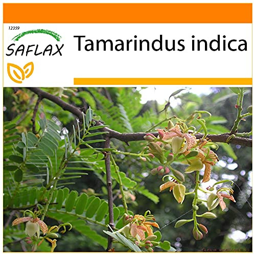 SAFLAX - Garden in the Bag - Tamarind/Indiskt Datumträd - 4 Frön - Med underlag i en passande resväska - Tamarindus indica