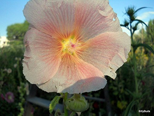 30 ROSE trémière Graines REDDISH