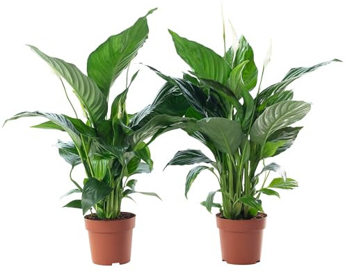 2er-Set Einblatt 3-5 Blüten/Knospen - echte Zimmerpflanze, Spathiphyllum - Höhe ca. 50 cm, Topf-Ø 13 cm