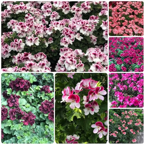50 pcs geranien samen stehend - samen geschenk, kübelpflanzen winterhart (Pelargonium hortorum) winterharte blumen, garden balkon blumensamen, balkonpflanzen blumen für balkon, bio