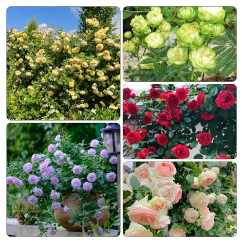 rosal, de balcón jardín de rocas jardín Cubresuelos resistentes resistentes pleno sol. trepadoras con, semillas, exóticas en 550semillas