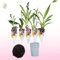 Mini Orchideen, 5 Zimmerpflanzen Mischung aus Holland. Mix von 5 Farben (Gelb, Braun, Rosa, Weiß). 15-20cm hoch mit Blüten Cambria, Colmonara, Brassia (keine künstliche Orchidee ohne Dünger und Topf)