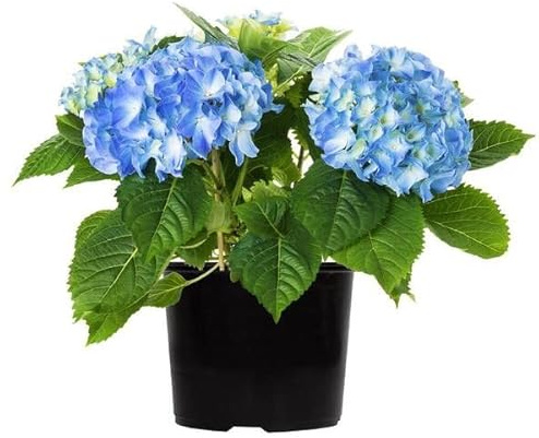 Hortensia Azul en Maceta Arbusto Ornamental Natural Ideal para Espacios Verdes