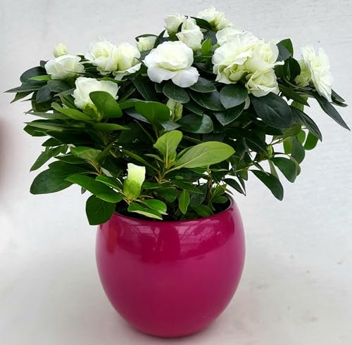 POWERS TO FLOWERS - AZALEA AIKO BIANCA A FIORE DOPPIO, IN VASO CERAMICA FUCSIA SFERICO, vaso 14cm, pianta vera