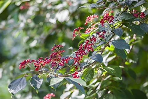 Viburnum lantana 100-125 cm - Wolliger Schneeball, weiße Blüten, Blütezeit Mai-Juni, ideal für Hecken, bienenfreundlich, winterhart