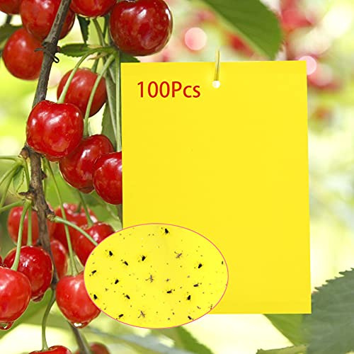 Y.A. LOTUS 100 lavagne adesive per trappole per insetti, di colore giallo, di alta qualità, ideali per combattere le zanzare, la colla brucia, le mosche e le mosche bianche