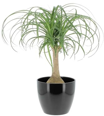 KENTIS - Nolina Beaucarnea Recurvata - Mangiafumo - Piante Vere da Interno Purifica Aria - Pianta da Appartamento - H 60-70 cm Vaso Ø 21 cm