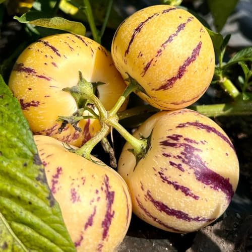 Semillas de melón pepino pera en maceta resistentes al aire libre Comprar melón y pera jardín resistentes interior, 500pcs