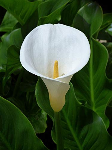 10 X Calla Aethiopica - Calla Bianca Classica - Bulbi Di Alta Qualità (10)