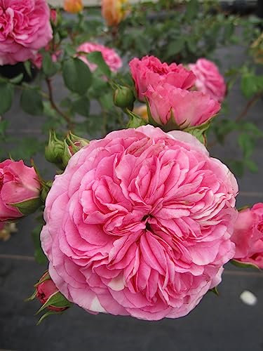Rosa Louise Odier - Strauchrose - Bourbonrose - Historische Rose