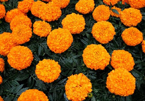 AFRICAN MARIGOLD - CRACKERJACK MIX - 300 seeds - Tagetes erecta - ANNUAL FLOWER
