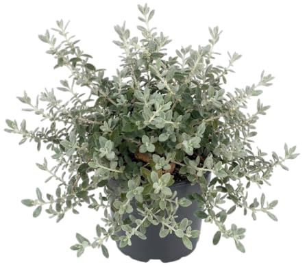 Planta de Teucrium para Jardín, Terraza y Balcón | Arbusto Ornamental Mediterráneo para Exterior DECOALIVE