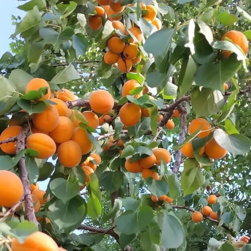 aprikosenbaum winterhart - seltene garten indoor deko 5samen