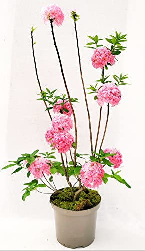POWERS TO FLOWERS - AZALEA MOLLIS ROSA XXL, AZALEA DA ESTERNO, vaso 22cm, pianta vera