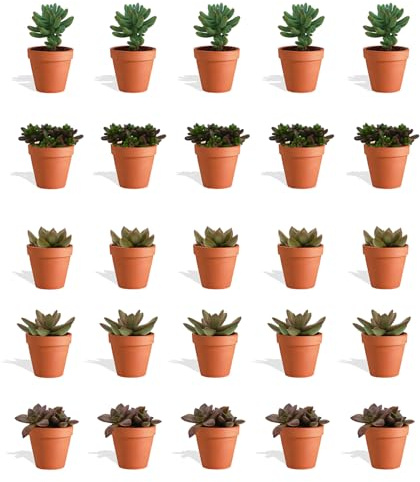DutchLeafs Sedum Mix Mini Suculentas en Maceta De Terracota - 20 Piezas - Olla 5,5 cm - Altura 8-15 cm - Mini Suculentas - Plantas de Interior