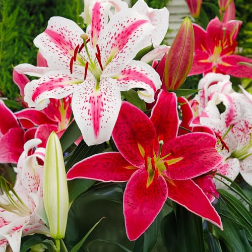 Bulbos LILIUM (LELIES) | Bulbos de los mejores cultivadores holandeses | Selección exclusiva y control de calidad | Garantía de floración. (5 lirios orientales rojo-blanco)