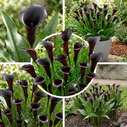 FLORIUM Black Passion (nero) Zantedeschia Calla gigli cipolle, 5 tuberi veri e grandi che trasportano più di 5 fiori, pianta da giardino ideale, bulbi olandesi