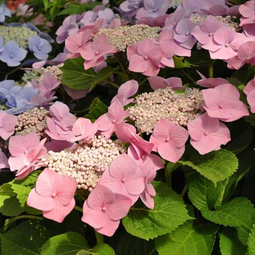 Kölle Tellerhortensie, Hydrangea macropylla, rosa, im 5 lt. Topf