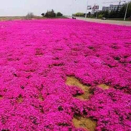 200 Graines de Thym Serpolet Rampant – Semis Facile, Plante Couvre-Sol Parfumée pour Jardin, Balcon, Allée – Fleurs Décoratives et Mellifères