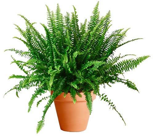 DECOALIVE Helecho de Interior con Maceta de Cerámica Nephrolepis Exaltata Helecho Espada o Helecho de Boston