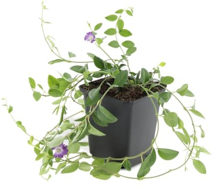 Plantas Tapizantes Vinca Minor Atropurpurea, Para Jardín, Morado, Set de 6