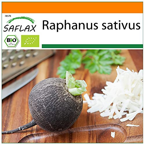 SAFLAX - BIO - Radis - Noir - 100 graines - Raphanus sativus