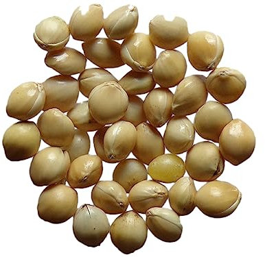 Millet Blanc - 3 grammes - Panicum Millaceum - (Engrais Vert) SEM05