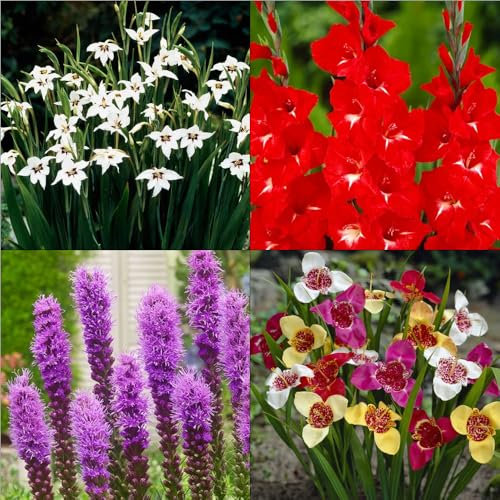 30 x Butterfly & Bee Mix – Acidanthera, Gladiolus, Tigridia & Liatris Blooms – Summer Flowering Bulbs – Perennials – for Your Beautiful Garden