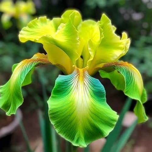 Iriszwiebeln, kälteresistente mehrjährige Iris, einfache Irispflanzung, einzigartige Pflanzen zur Verschönerung des Gartens,atemberaubende Schönheit-4zwiebeln-A