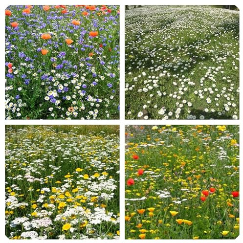 Miscuglio di Semi per Prato Fiorito, Confezione da 10 g flowering meadow seeds