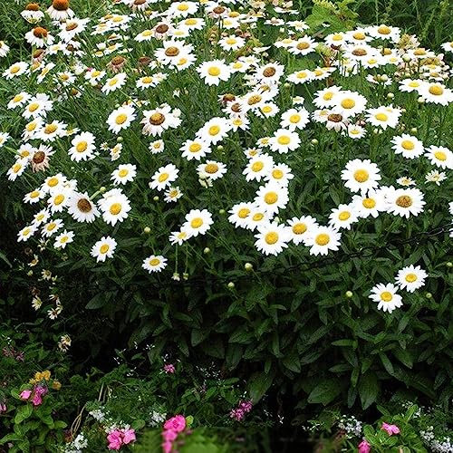 Margeritensamen - wildblumensamen sommerblumen samen kräutersamen blumen samen margeriten saatgut bodendecker winterhart mehrjährig - Seltene Pflanzen - pflanztopf 50pcs