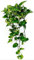 PHOTOS AUREA BASKET(Epipremnum aureum) VASO 19 PIANTA VERA