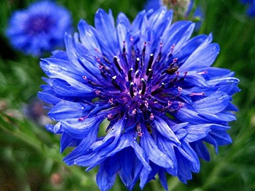 Cornflower Blue - Centaurea Cyanus- Bachelor's Button - Wild Flower Seeds Annual UK seller150 Seeds