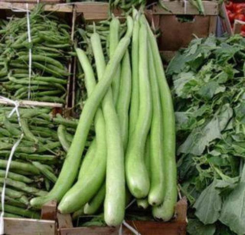 semi ZUCCA LUNGA SERPENTE SICILIA