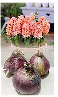GARTHWAITE NURSERIES® : - UK Stockist. 3 Prepared Indoor Hyacinth Bulbs Gypsy Queen Salmon/Orange/Apricot Highly Fragrant Size 17/18 Large Bulbs