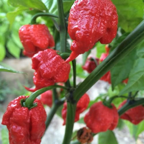 Carolina Reaper Red Chili Pepper Seeds - Spicy Chili Plant Open Pollinated Guaranteed Seed Variety
