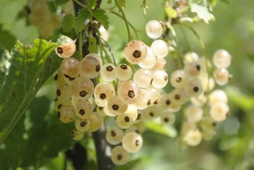White Currant Berry Plants to Grow (Imperial) - Easy to Grow Rooted Plants (3 Seedlings)