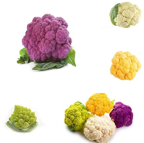 semi di cavolfiore biologici - balcone giardino resistenti, rare vecchie varietà 420pcs