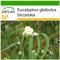SAFLAX - Eucalyptus (bicostata) - 100 Samen - Mit keimfreiem Anzuchtsubstrat - Eucalyptus globulus