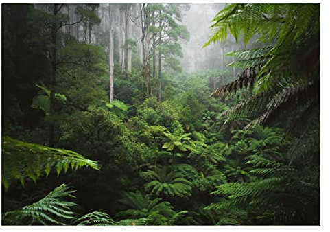 WallArena - Vlies Fototapete Wald Regenwald Dschungel Natur Blätter 208x146 cm - Fototapeten - Tapeten - für Wohnzimmer Schlafzimmer - Vliestapete Wandtapete Tapete 3D Effekt- inkl. Kleister