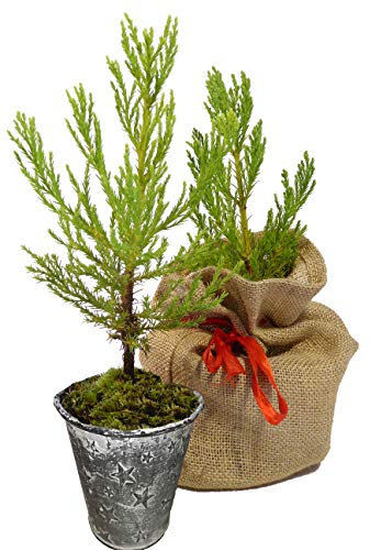 Seedeo® Berg - Mammutbaum (Sequoiadendron giganteum) Pflanze 2 Jahre Geschenkedition Topf mit Sternen + Jutesack