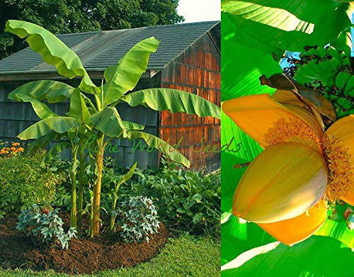 : Die härteste aller Bananenbäume! Musa (Hardy basjoo) Winterhart bis Zone 4 Samen