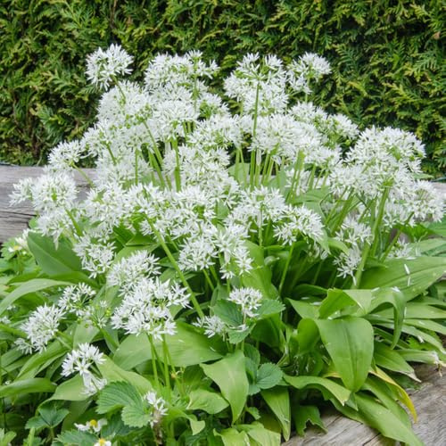 Aglio Orsino semi di selvatico, autunno, perenne balcone parterre cucina giardino primavera 150pcs