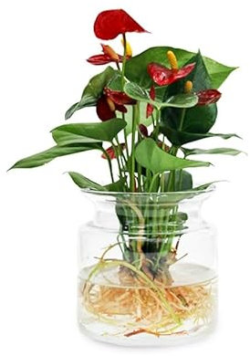 Anthurium Rosso - Pianta Idroponica - in Vaso di Vetro - Pianta Vera da Interno, Coltivata in Idrocoltura