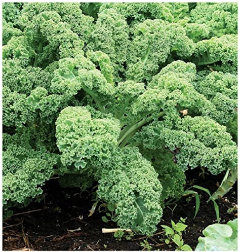 PREMIER SEEDS DIRECT -Kale Borecole Dwarf Green Curled 1200 Seeds