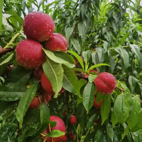 pfirsichbaum samen - balkon hochbeet pfirsichbaum winterharte pflanzen für garten dachbegrünung samen obstbäume dekopflanzen pflanzen garten zwergobstbäume säulenobst winterhart 22pcs