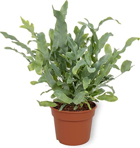 Helecho Blue Star Phlebodium Planta Natural para Exterior e Interior